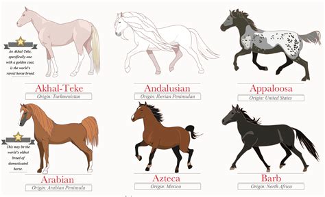 Infographic 45 Breeds From Around The World Horse Nation