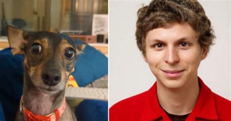 Dogs That Look Like Famous People