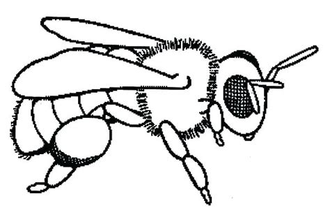Parts of a bee activity free printable: Honey Bee Drawing at GetDrawings | Free download