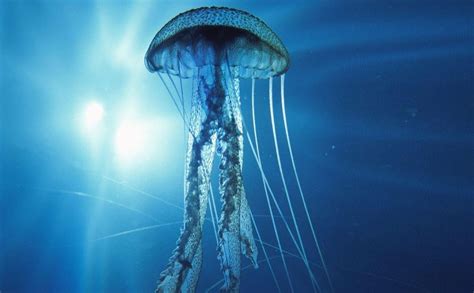 Top 10 Most Dangerous Sea Creatures Worlds Top Most