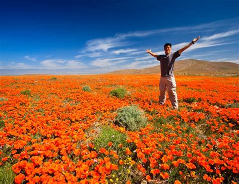 Photos By Chun Ming Poppy Fields Lancaster Ca