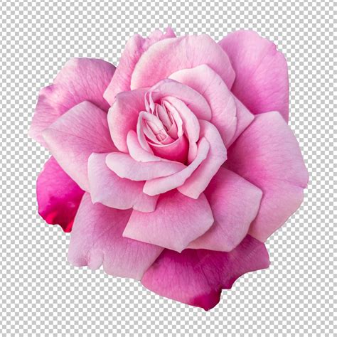 Premium Psd Pink Rose Flower Isolated Rendering