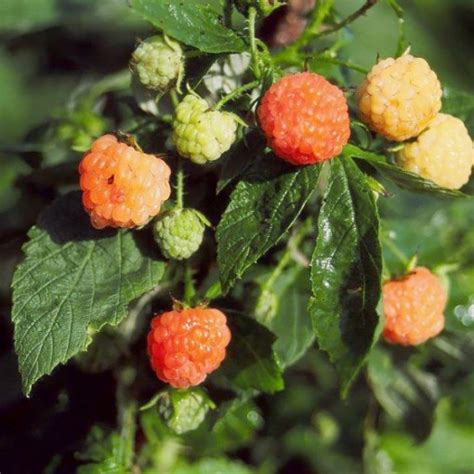 Raspberry Plant Fall Gold Restoring Eden