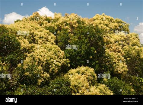 Karaka Tree Fotografías E Imágenes De Alta Resolución Alamy