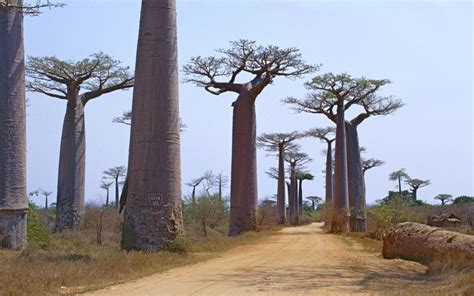 Adansonia Grandidieri Baill Baobab Trees Of Madagascar · Inaturalist