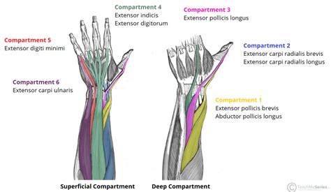 Thanks to all of the above muscles, and possible. The Extensor Compartments of the Wrist - De Quervain's ...