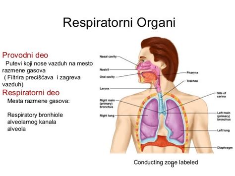 Respiratorni Sistem čoveka