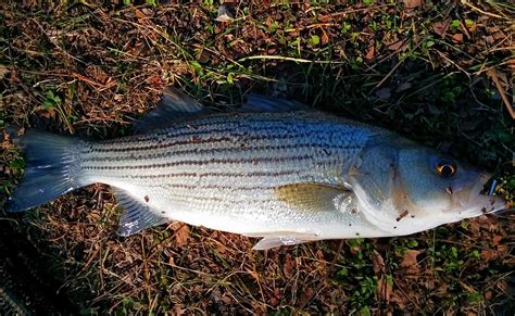 The Different Types Of Bass A Comprehensive Guide 53 Off