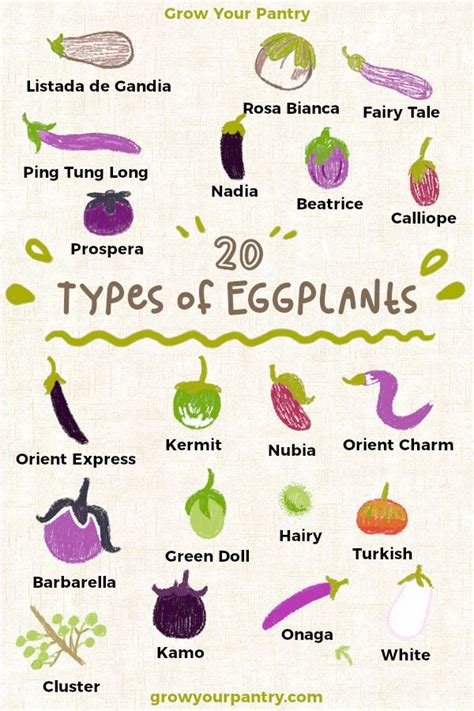 20 Types Of Eggplant A Detailed Look At All Varieties Eggplant
