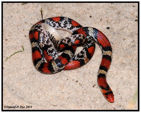 Encyclopaedia Of Babies Of Beautiful Wild Animals Snakes Attacks And