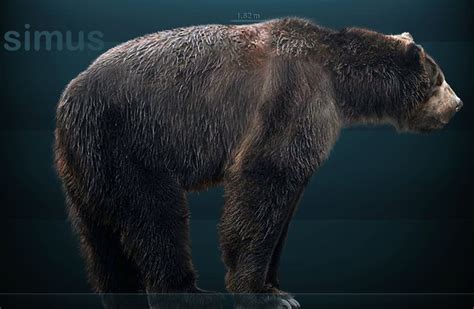 Ancient Dna Solves The Mystery Of Giant Bears In The Americas