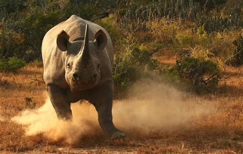 Rhinos At The Gates Of Extinction Saving Every Last Rhino Before They Are Gone