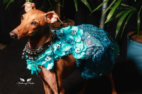 Female Fashion Anthony Rubio Designs Dog Fashion