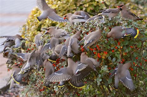 Waxwings Birds Flock Berry Bush Wallpapers Hd