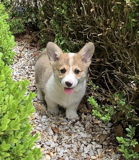 Pembroke Welsh Corgi Wikiwand