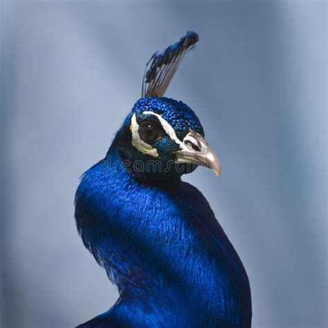 Indian Blue Peacock Pavo Cristatus Picture Image 5190958