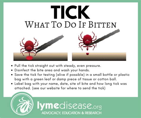 Help Ive Gotten A Tick Bite Now What Do I Do 2023