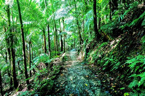 El Yunque National Forest Best Photo Spots