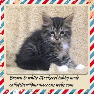 Free for commercial use no attribution required high quality images. Maine Coon kittens. for Sale in Springfield, Ohio ...