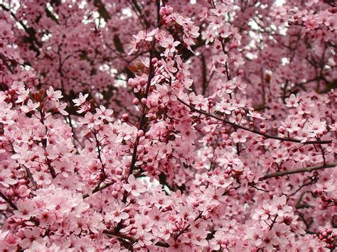 Spring Tree Blossoms Pink Flowering Trees Art Baslee