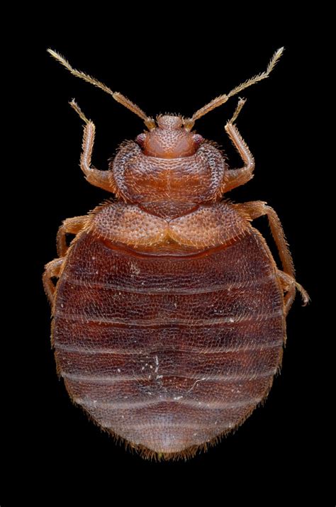 Bed Bug Identification Aceco Extermination