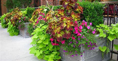 A wide variety of purple potted flowers options are available to you, such as usage condition, material, and commercial buyer. Annual flower pots add bright colors and lush greens to ...