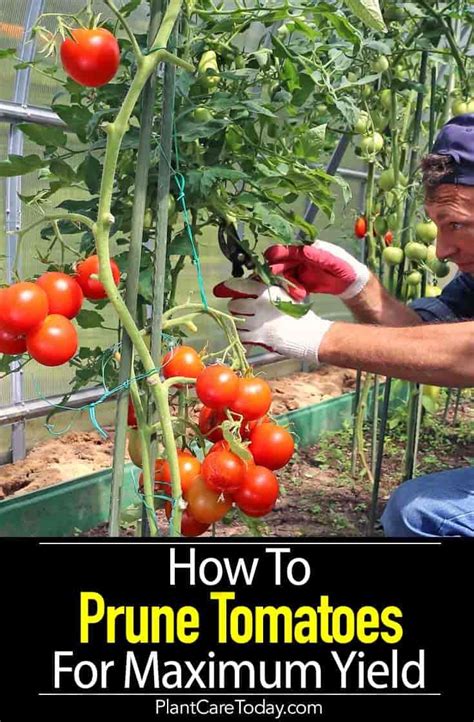 Pruning Tomato Plants How To Prune Tomatoes For Maximum Yield