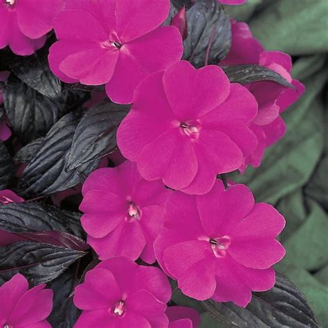 Sunpatiens 1 Qt Compact Purple Sunpatiens Impatiens Outdoor Annual