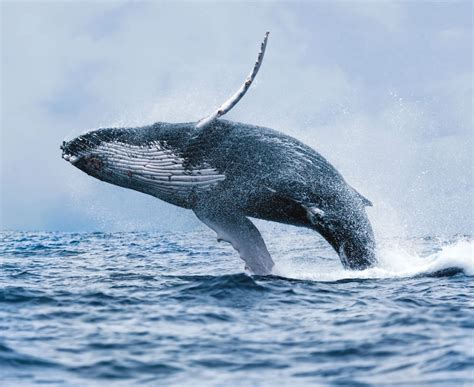 Whale Whales Fish Underwater Ocean Sea Sealife