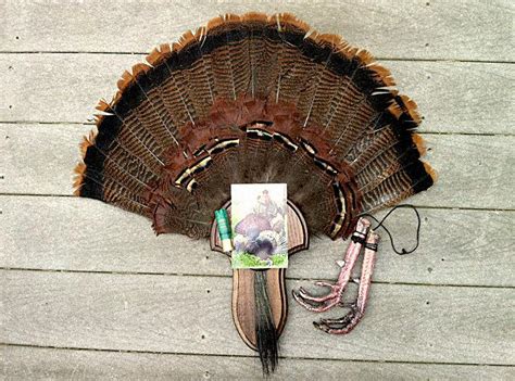 Open the fan to its full width and set it face down on a clean surface. turkey fan/ beard mount