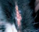 Common cat inflammatory skin condition eosinophilic granuloma complex. Cat Skin Allergies Causes, Treatment, Pictures and Video ...