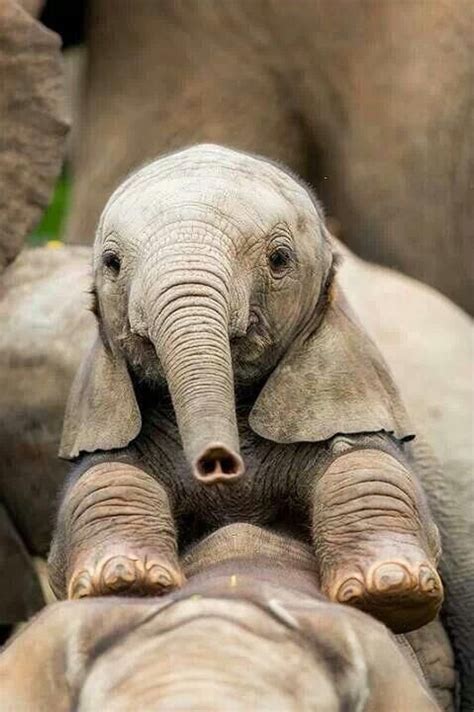 18 Cute Pictures Of Baby Elephants
