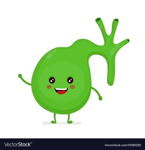 Strong Healthy Happy Gallbladder Character Vector Image