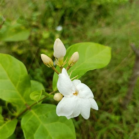 Arabian Jasmine Plant Gundu Malli Vgr Gardens