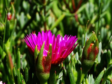 Wallpaper Garden Nature Grass Green Blossom Herb Daisy Flower