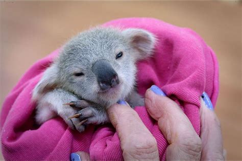 Pin By Mercedes Díaz Remón On Cute Baby Koala Koala Bear Koala