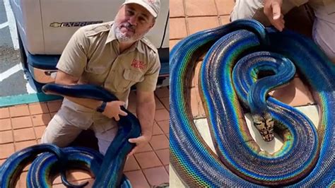 Rainbow Python Found In Us Zoo Rare Snake Images Viral On Social Media