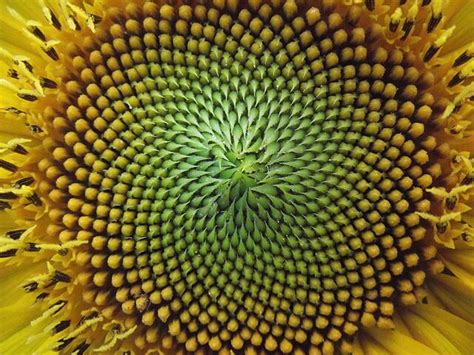 Flowers And The Fibonacci Sequence Montana Natural History Center