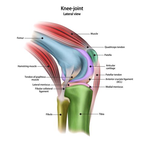 Does Physiotherapy Help Knee Pain Bmj Physiotherapy Clinic