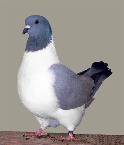 Как размножаются (спариваются) голуби: спаривание и кладка яиц