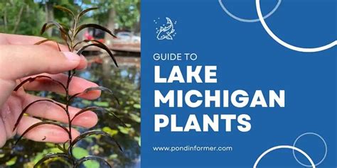 24 Plants Found In Lake Michigan 2023 Id Pics Pond Informer