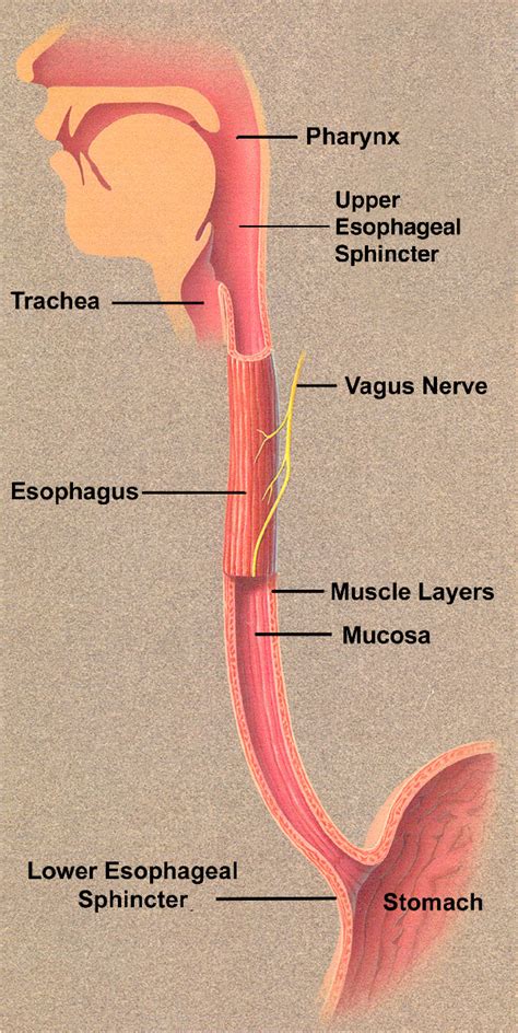 Figure 1 2 From Modeling Mechanics And Physiology Of The Esophagus And
