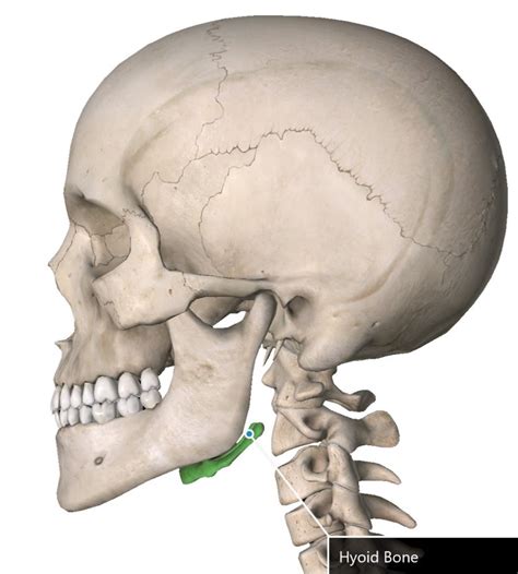 The Little Known Hyoid Bone And How It Can Really Affect Your Physical