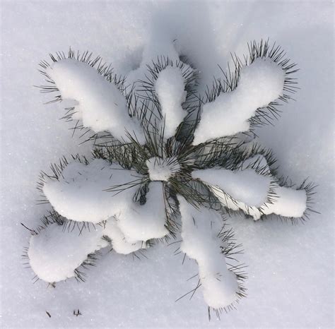 Free Images Tree Nature Branch Snow Cold Winter Wing White