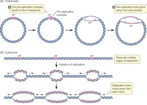 dna replication enzymes of prokaryotes and their role