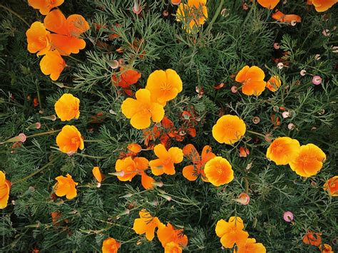 Colorful Orange Flowers By Stocksy Contributor Branden Harvey
