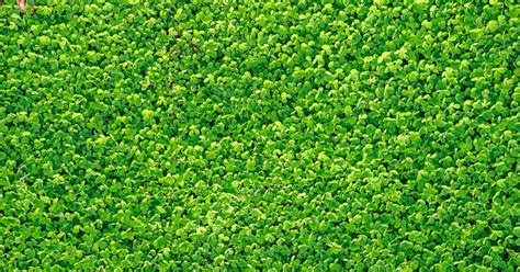 Micro Clover Lawn Why You Should Consider One Lawn Chick