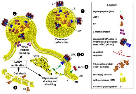 Graphic Model Of Glycoprotein Display And Sgp1 Shedding Relevant