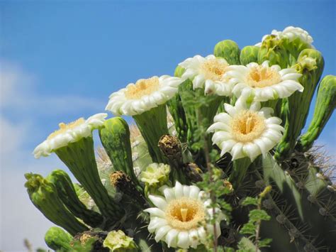 Maybe you would like to learn more about one of these? Saguaro Cactus Blossom - Clashing Pride