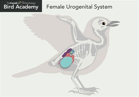 Bird Anatomy Female Urogenital Reproductive System Anatomy Bird Reproductive System